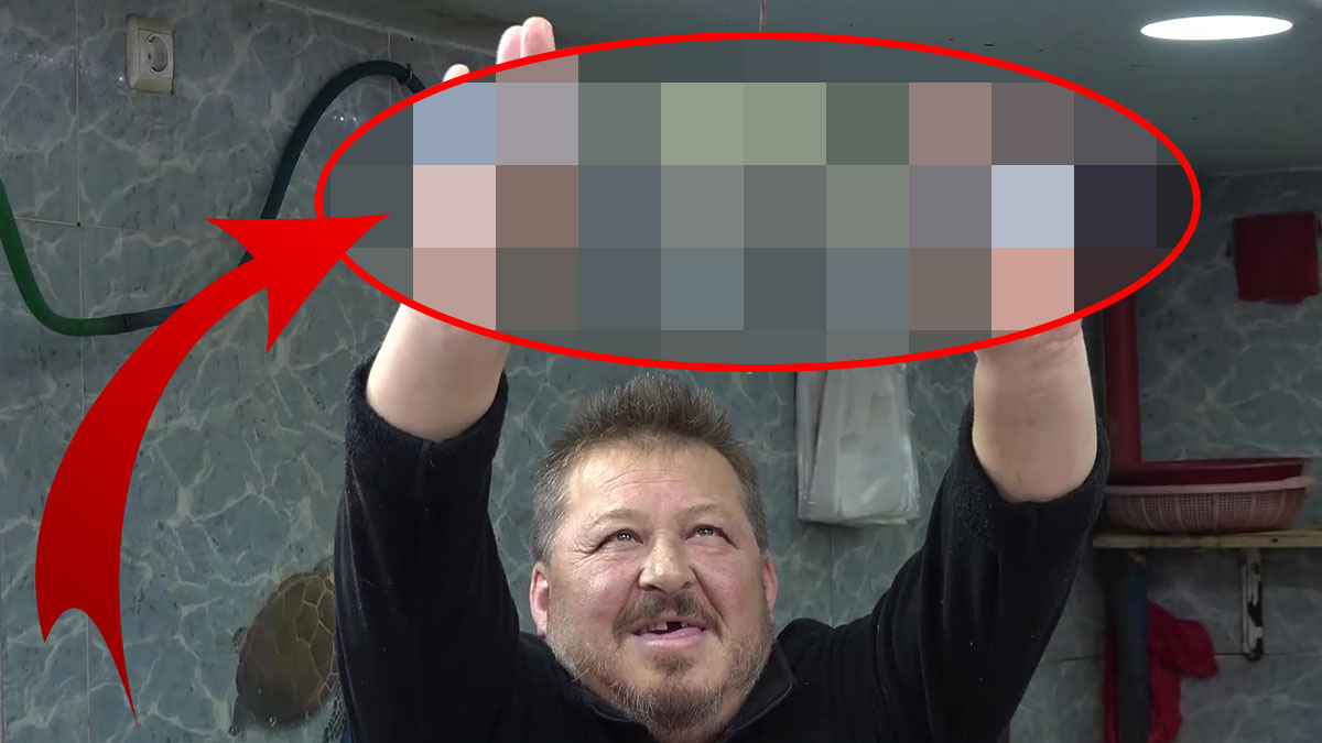 Sinop, Samsun, Ordu, Trabzon, Rize kıyılarında görüldü: Hayatı kabusa çeviriyor! Çevresel ve ekonomik zararı var