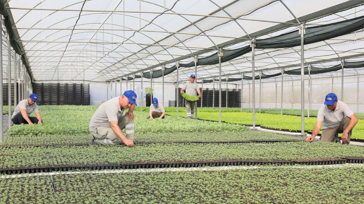 Aydın Büyükşehir Belediyesi yerel tarım ürünlerine sahip çıkıyor