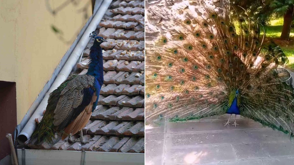 Daha önce camiden tekmelenerek kovulmuş... Tavus kuşu Garguk'u bu kez de 'ses çıkarıyor' diye CİMER'e şikayet ettiler