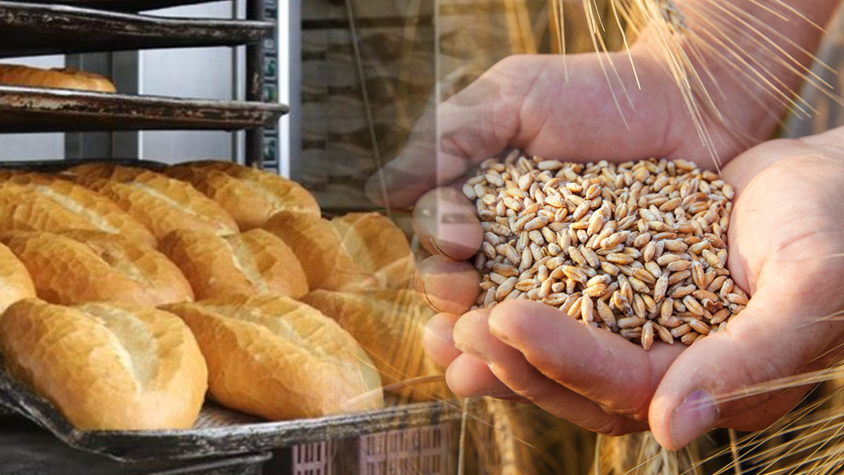 Buğday piyasası karıştı! Ekmeğin hammaddesinde fiyatlar uçuşa geçti... İşte 8 Kasım 2023 güncel hububat fiyatları