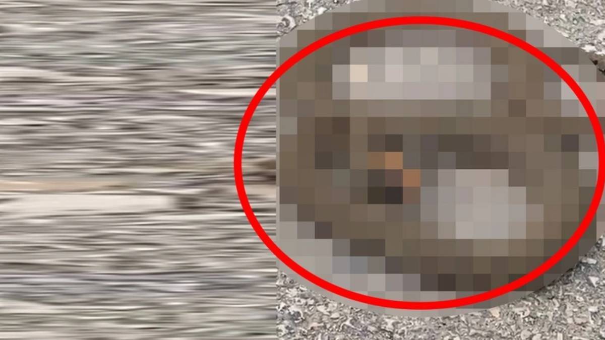 Burası Amerika değil Türkiye! Toprak altından süzüle süzüle çıktı, kıyamet yakındır: Uzmanlar uyardı o ilimizde istila başladı!