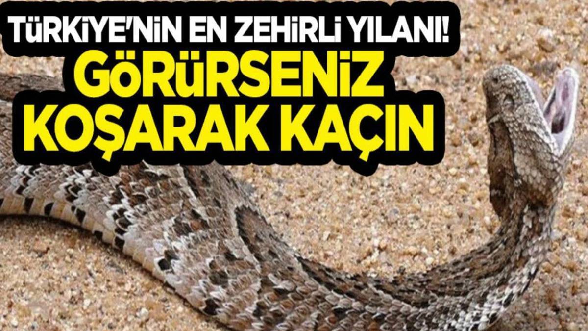 Burası Meksika değil Türkiye! Dev yılan çalılardan süzüle süzüle çıktı, tam 2 metre boyunda... O ilimizde istila başladı!