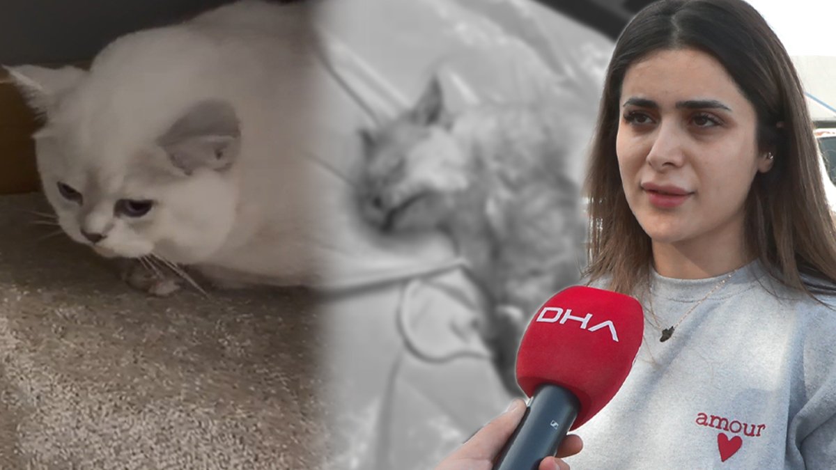 Veteriner hekim 'tıbbi atık' dedi cenazesini teslim etmedi: Sana yeni kedi verelim
