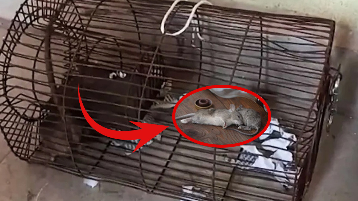 Şaka gibi olay! Sarhoş fare dehşet saçtı, 60 şişe yasadışı alkolü içen fare delilleri yok etti, polisler yana yana fare aradı