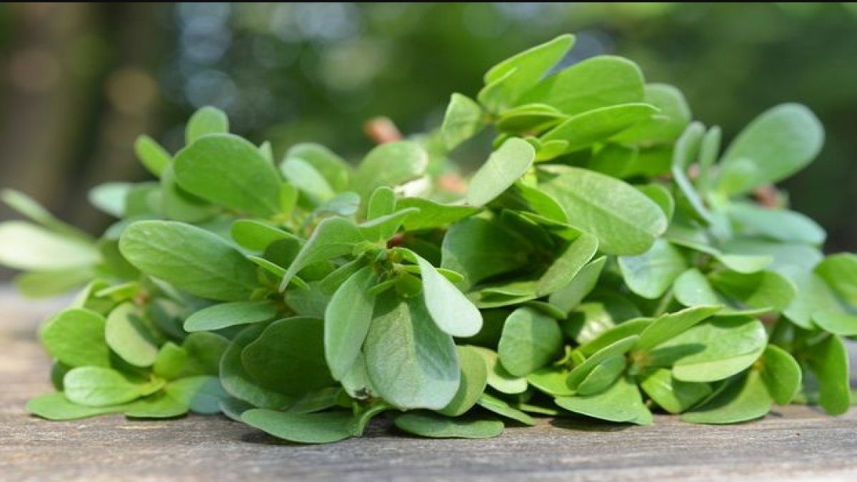 Semizotunun Faydaları: Sağlığınıza İyi Gelen Doğal Lezzet