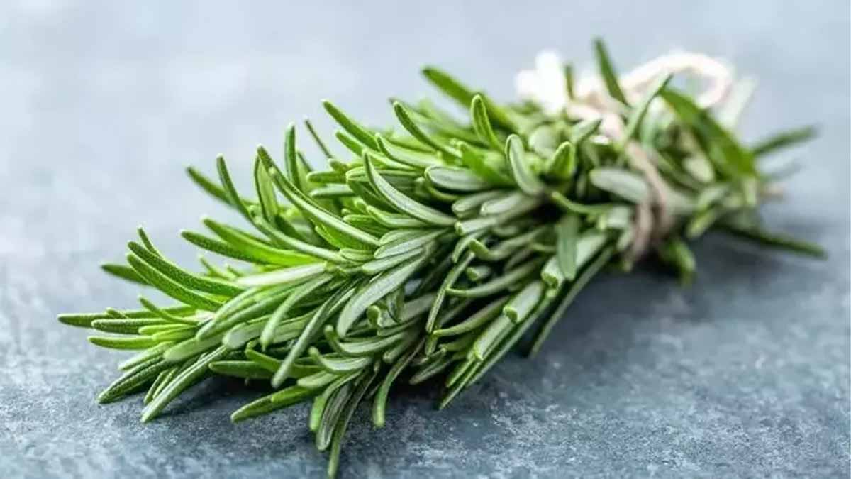 Biberiyenin faydaları