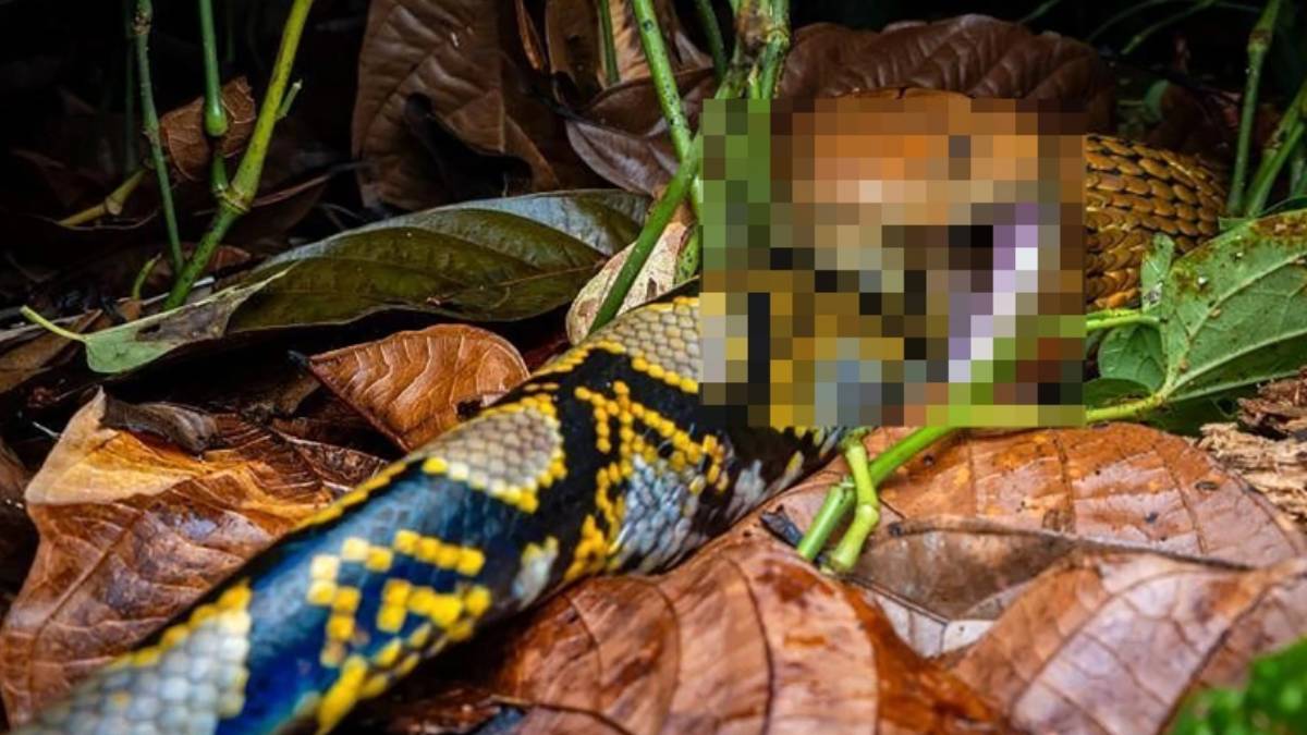 Kral Kobra hemcinsini tek lokmada yuttu! Yutana kadar çırpındı ama...