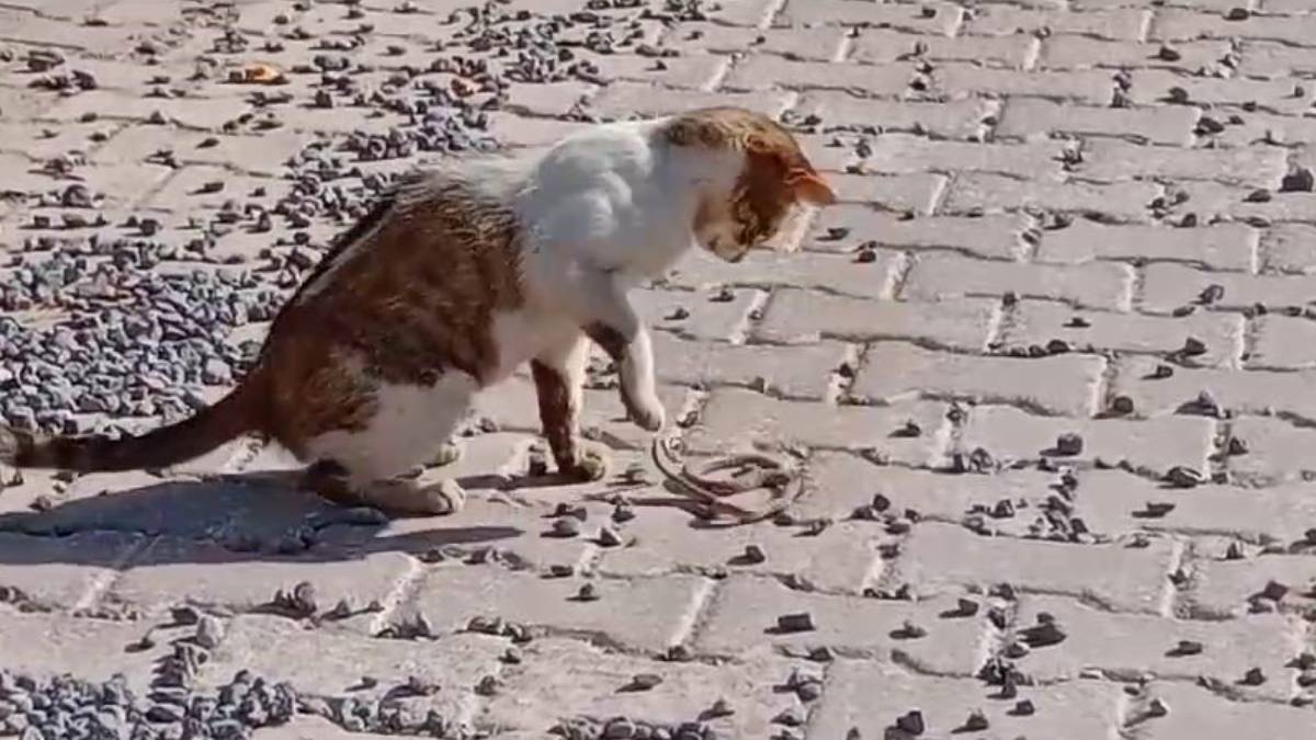 Yılanla kedinin dev savaşına şahit olun! Galip taraf ise... Görünce ağınız açık kalacak!