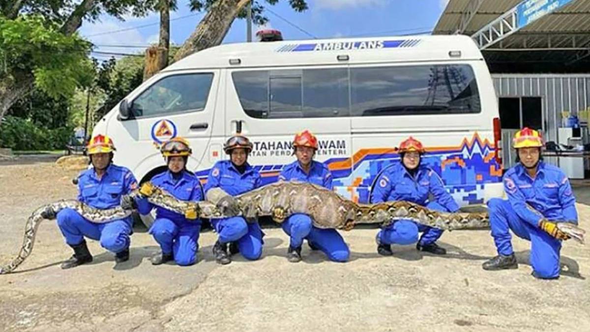 140 kiloluk dev piton sokakta dehşet saçtı! Keçiyi canlı canlı sarıp... 6 kişi zor taşıya bildi