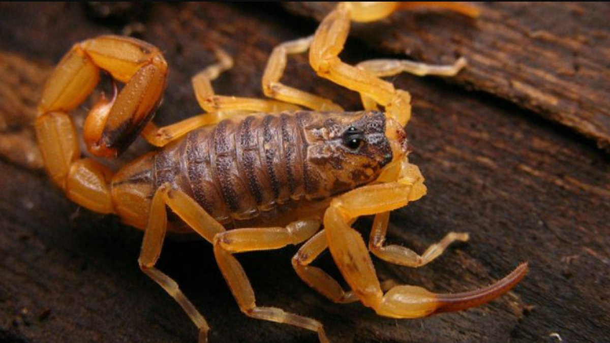 Sarı Akrep: Tehlikeli Bir Zehirli Yaratık