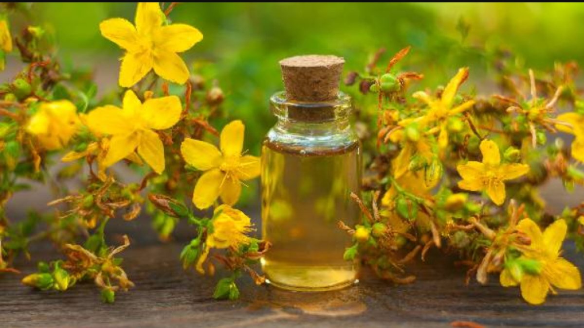 Sarı Kantaron Yağı Faydaları: Sağlığınıza ve Cildinize Harika Bir Destek