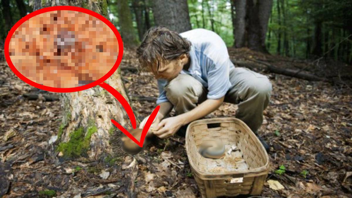 3 kez hasat yapılıyor! Sepetini alan büyük küçük herkes ormana koşuyor! Sıfır sermayeli büyük kazanç