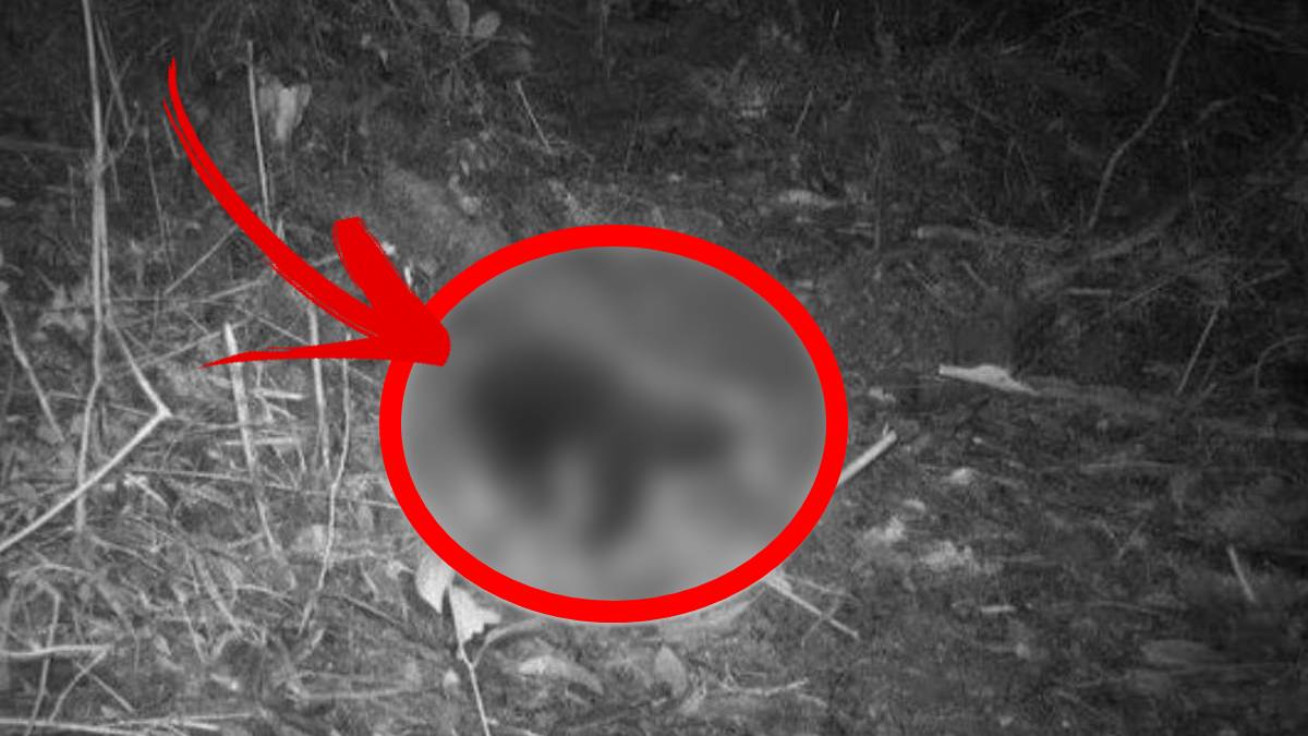 En son 1961 yılında görülmüştü...62 yıl sonra bir anda karanlıkta belirdi! Dünyanın gözü buna kitlendi