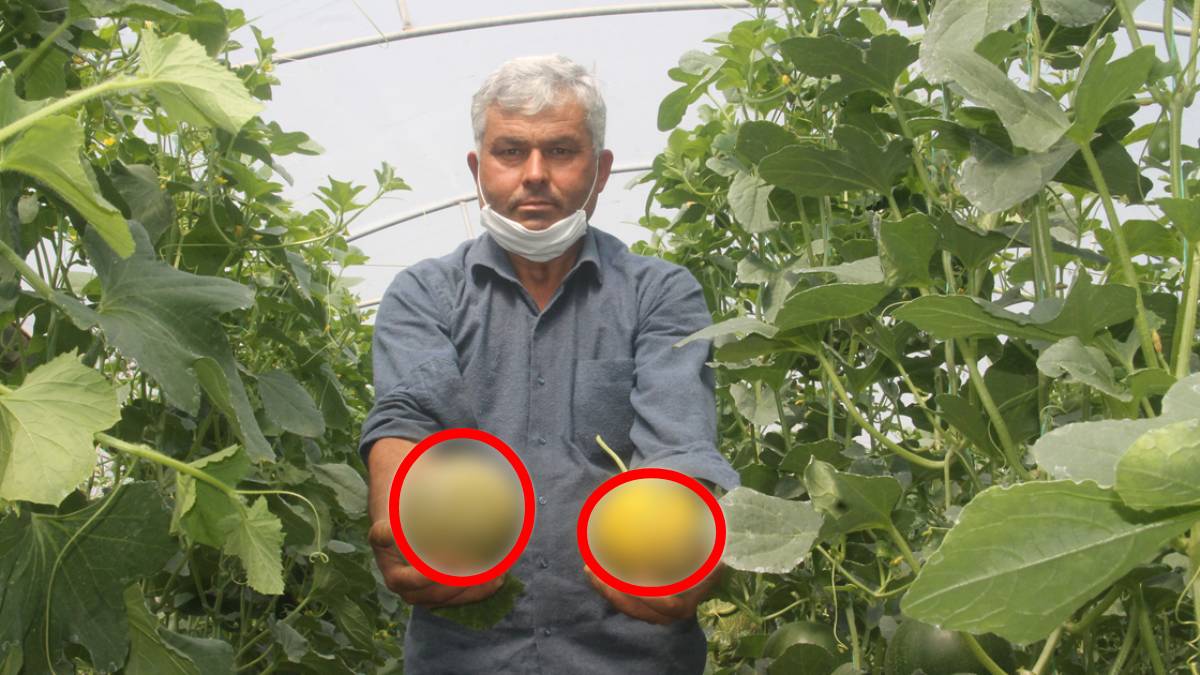 2 dönüm alan dediler ama 12 ton ürün aldılar! Tanesi 15 TL’den satılıyor… Pazarda bulan eve kışlık stok yapıyor