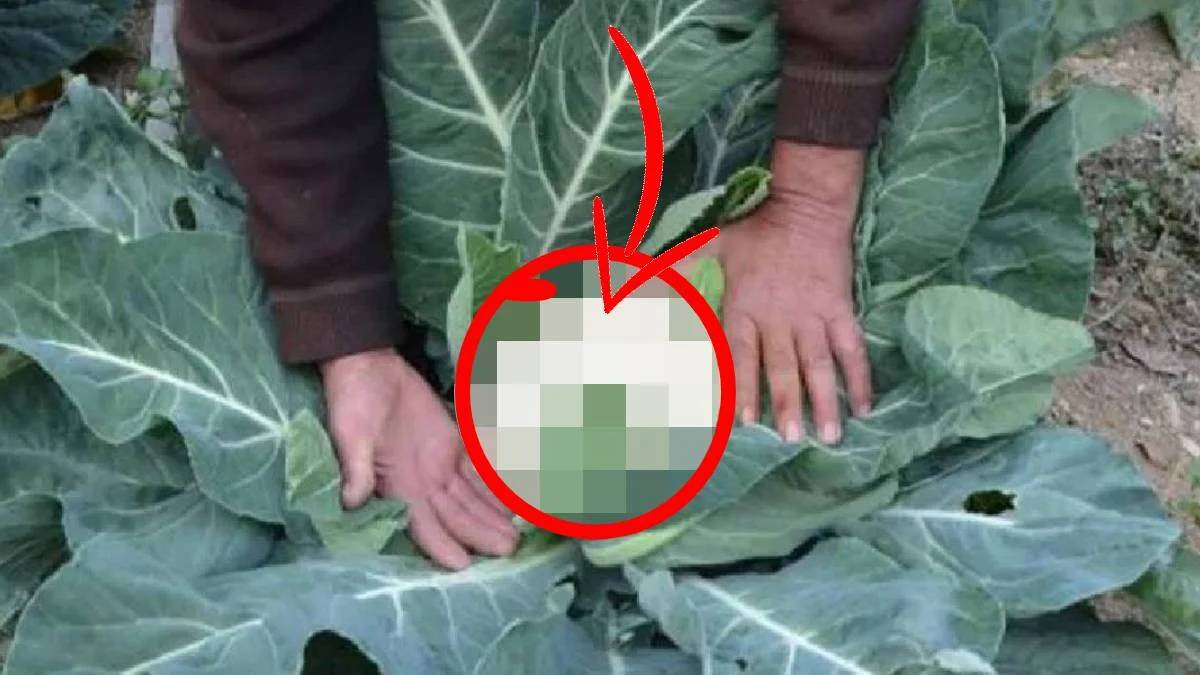 6 yıl önce denemek için tarlasına ekti... Şimdi siparişlere yetişemiyor! 6 yıldır o kadar güzel kazanıyor ki...