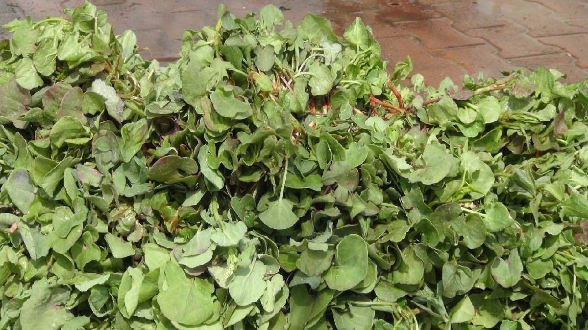 İşte doğadaki en güçlü mikrop öldürücü! Bilim insanları açıkladı: Ondaki C vitamini limonda bile yok