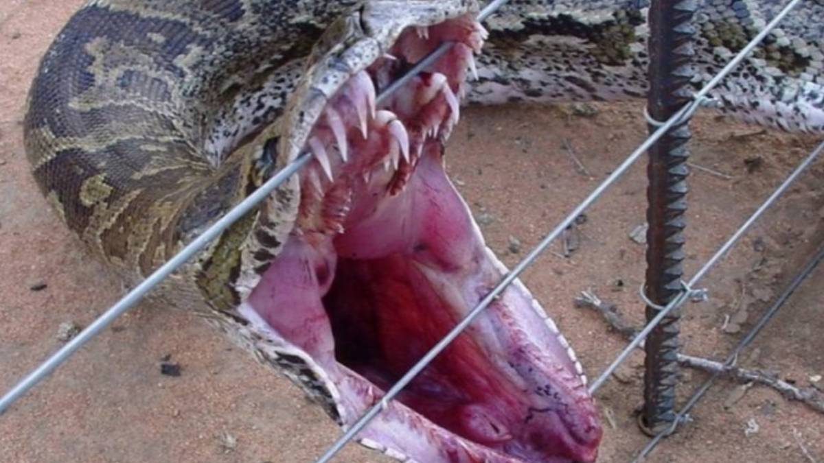 Burası Amerika değil Türkiye! 2 metrelik dev yılan görenleri hayrete düşürdü... O ilimizde korkulan istila başladı!