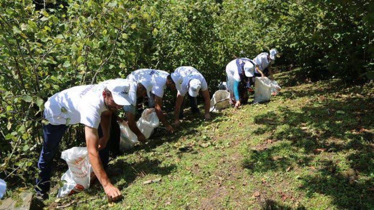 Dağda yetişen o ağaca aşı yaptılar fıstık fışkırdı! Anteplilere rakip: Tonlarca hasat veriyor