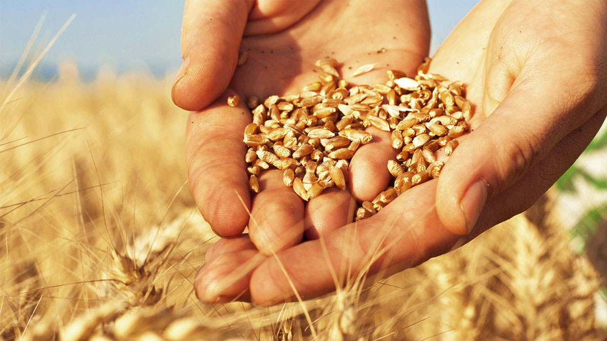 Bu tohum resmen bereket saçıyor! Uzmanlardan müthiş tavsiye: Verimi yüzde 50 artırıyor
