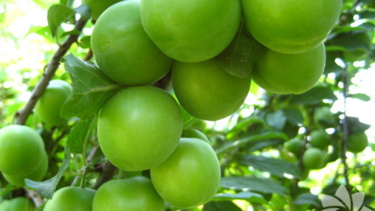 Can eriğinin faydaları