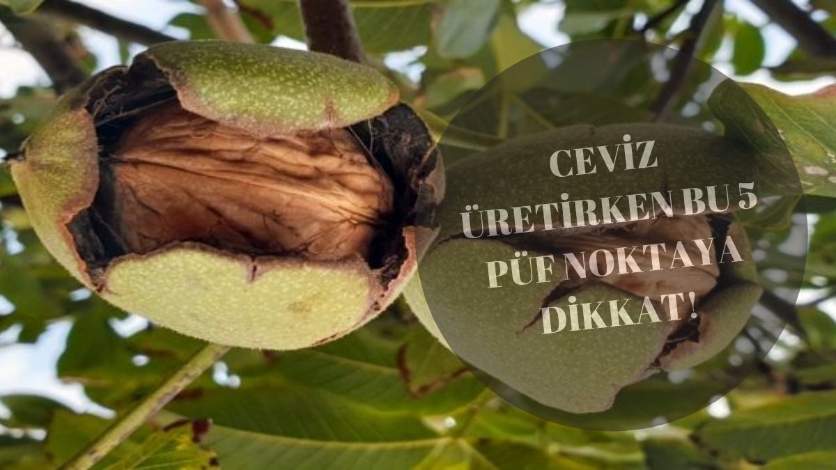 Ceviz yetiştirmek isteyenlere 5 püf nokta! Yılların usta üreticisi anlattı: Bunlara dikkat edenler verime doymuyor