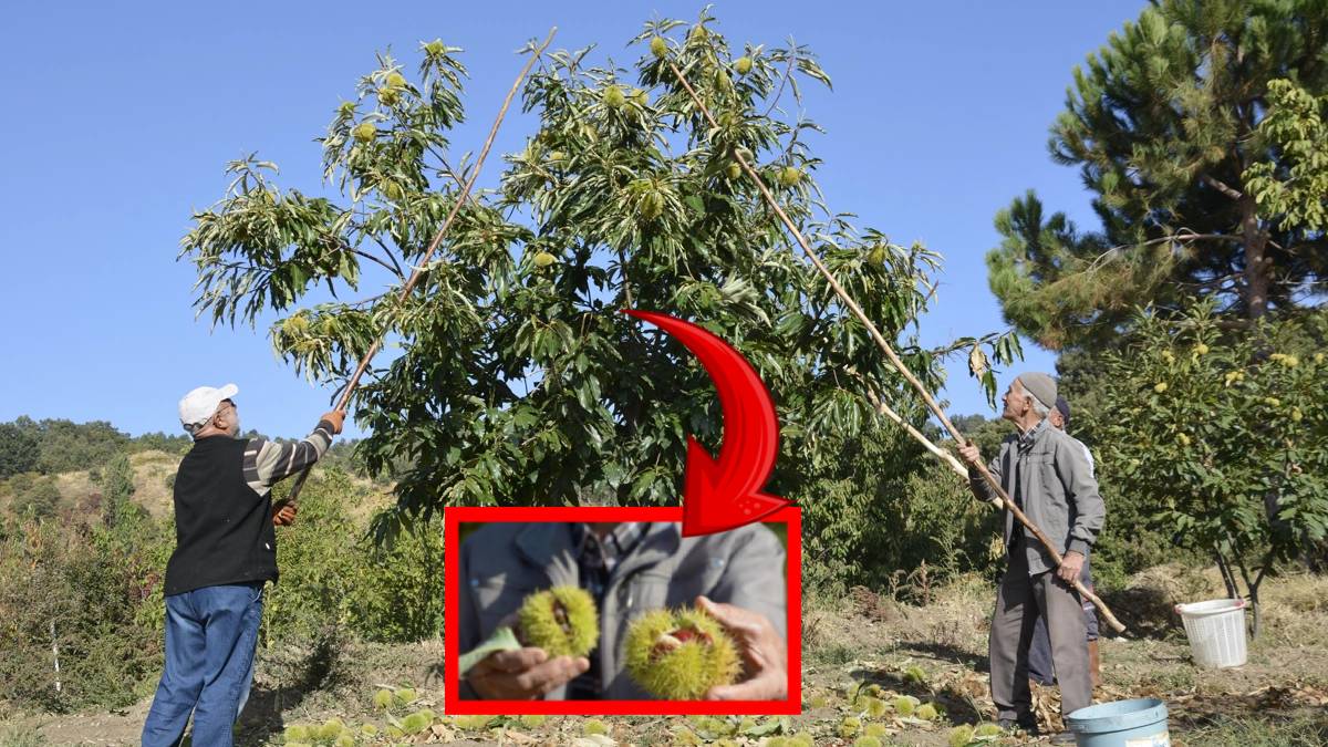 İstanbul, Bursa ve Balıkesir'e kamyonla satıyorlar! Köylüler sırıkla tepelerden topluyor: Getirisi ise yüz güldürüyor