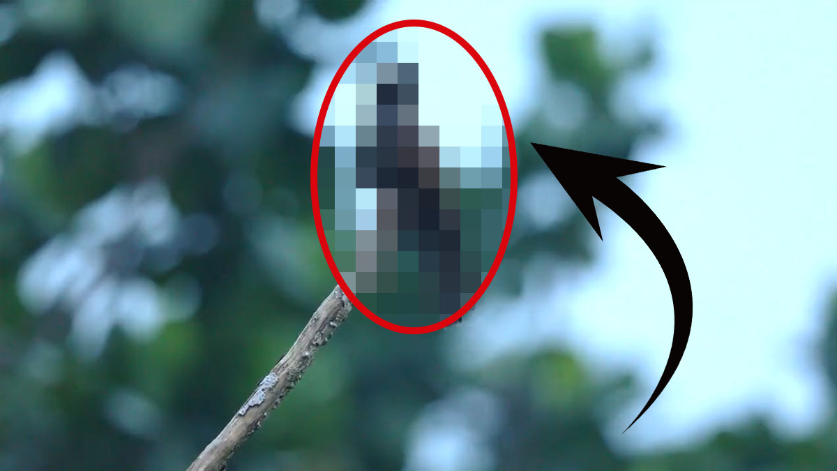 Ormanda onu görenler ejderha sandı! Görenler gözlerine inanamadı ama bakın gerçek ne çıktı