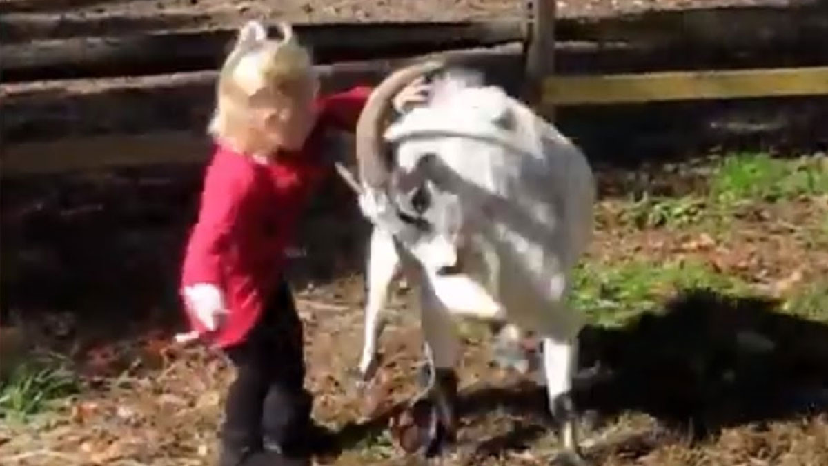 İpini koparan keçi, çocuğu öldürmüştü: Cezası belli oldu! Trajik olay...