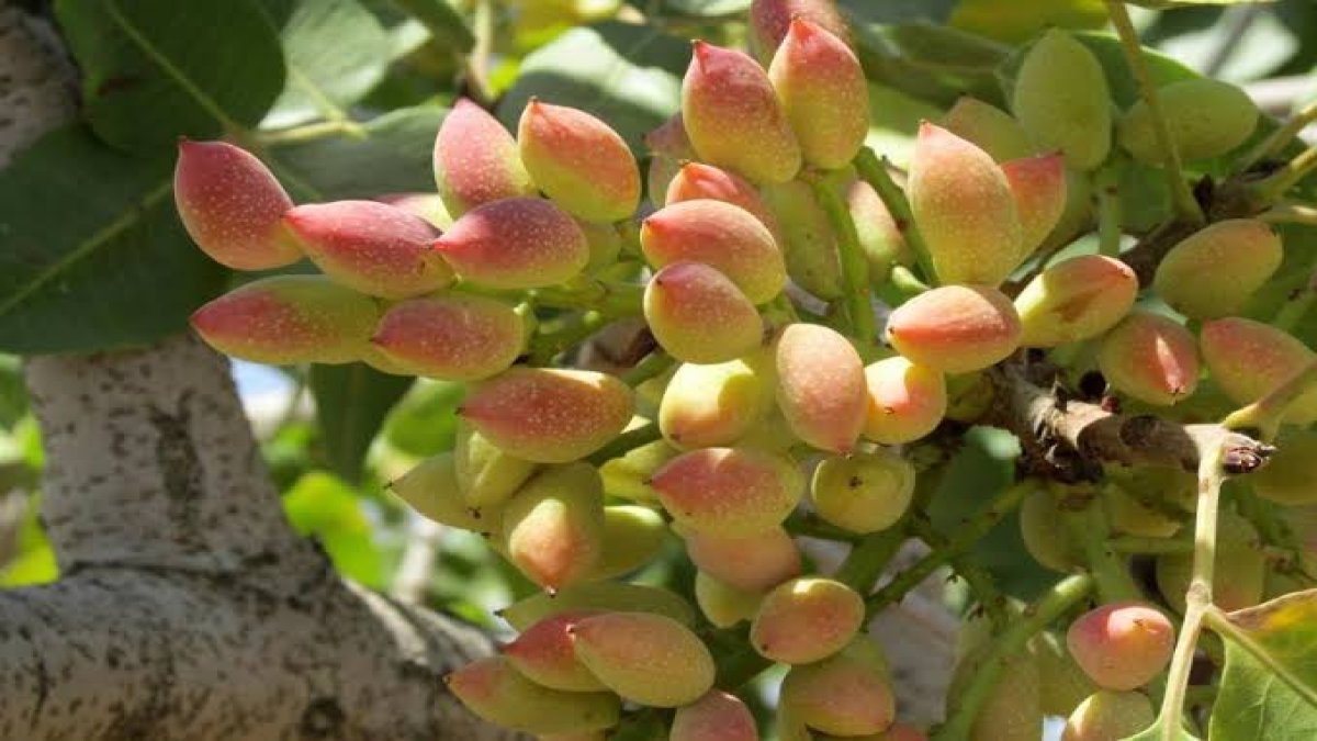 Menengiç ağacı fıstık verdi! Para makinasına döndü! Ton ton hasat veriyor! Bakın köylüler ne yapmış?