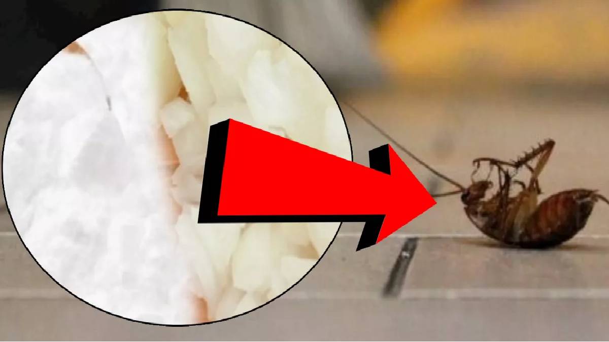 Evde bu böceği görürseniz sakın hafife almayın! Meğer bu yüzden evlere geliyormuş… Tek ürünle anında ortadan kalkıyor