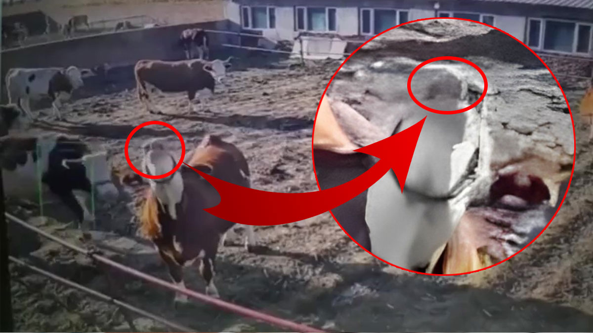 Elektrik telini yalayınca akıma kapıldı! Ardından yaşananlar ise sosyal medyada viral oldu