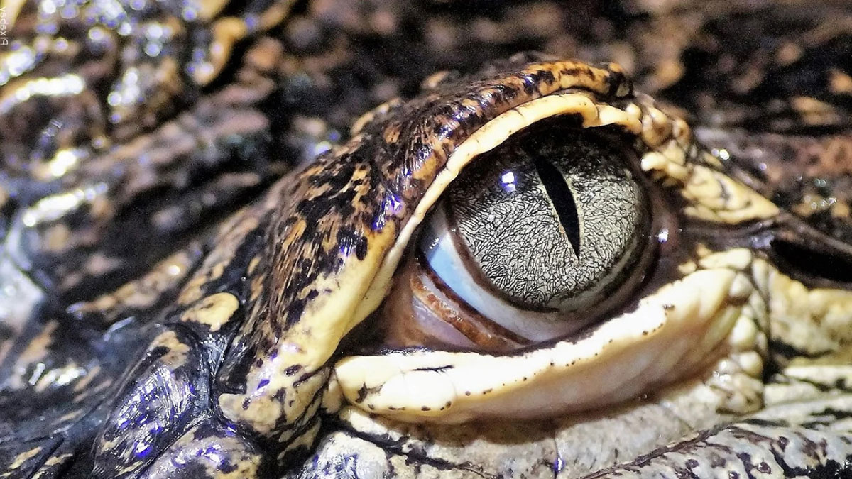 Gazetecilik derslerinde örnek gösterilecek olay: Adam, timsahı ısırdı! Timsahın elinden böyle kurtulabilirsiniz