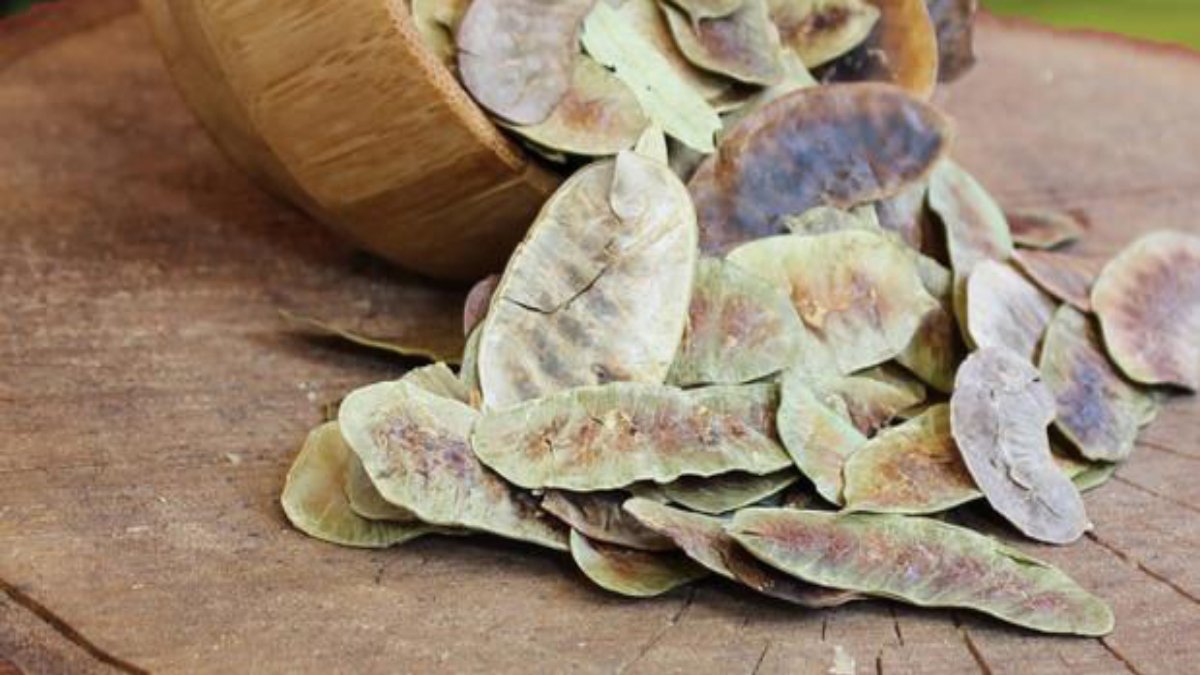 Açlık otu faydaları