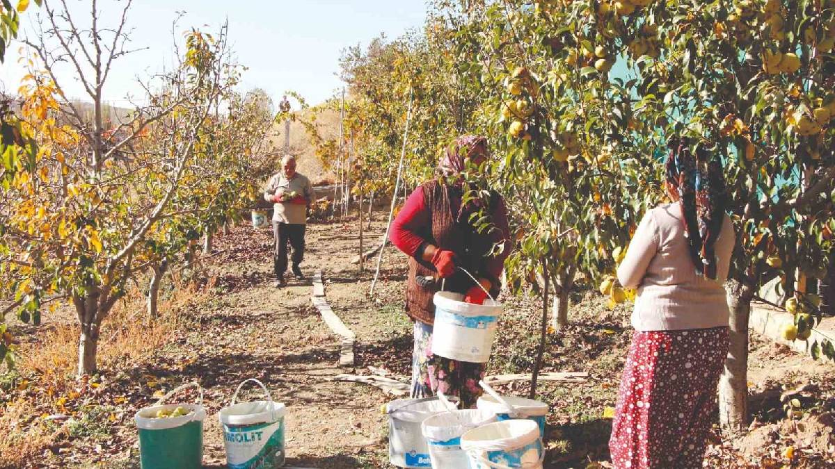 Emekli oldu 15 dekara o ürünü ekti! Sadece 8 günde topluyor: Tüm yıl paraya para demiyor