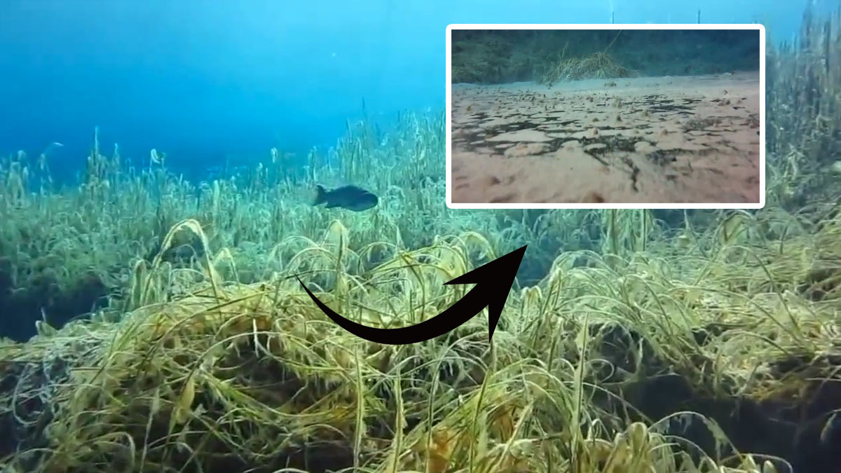 Gölün dibi adeta fokur fokur kaynıyor! Görenler gözlerine inanamadı... Eldere Gölü'nde şaşırtan görüntü