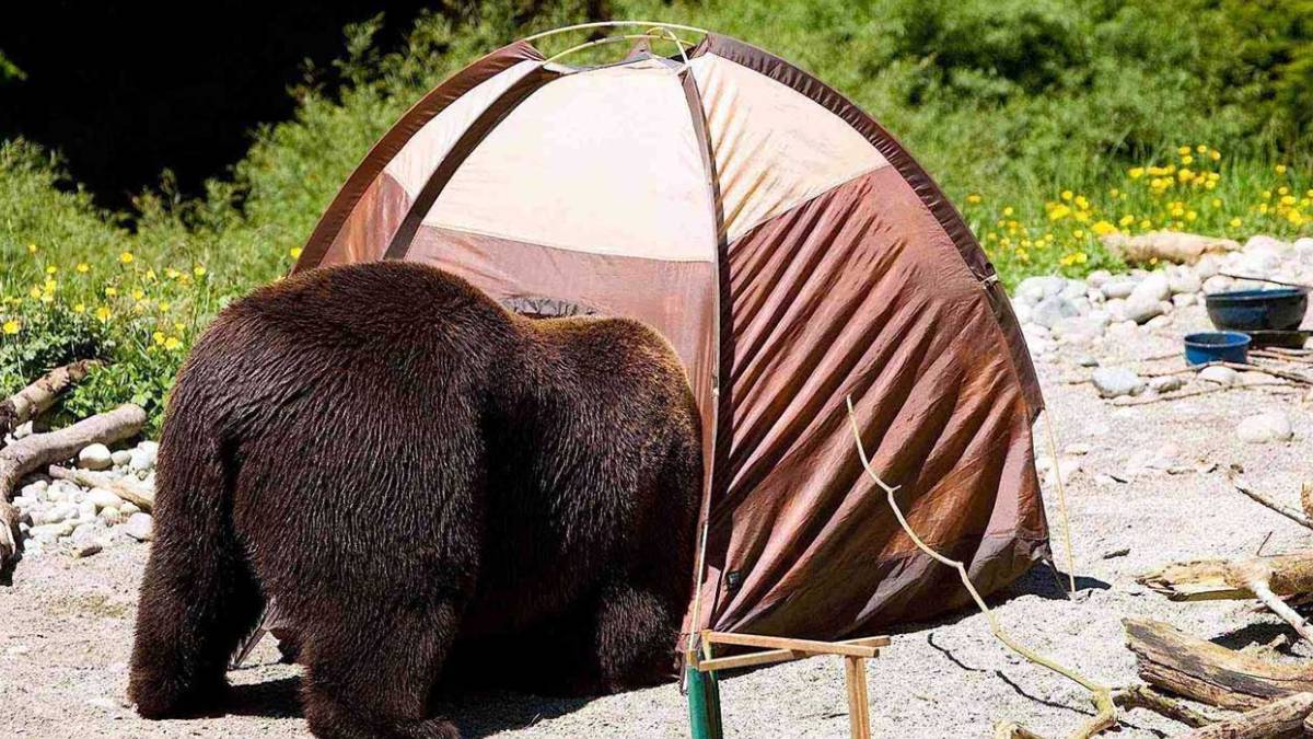 Korkudan tir tir titreyerek izleyeceksiniz! Çadırı açınca ayıyla burun buruna geldi... Kan donduran anlar saniye saniye kamerada