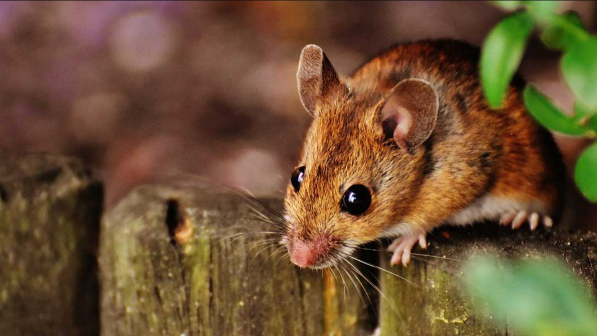 Rüyada Fare Öldürmek: Anlamı ve Yorumları