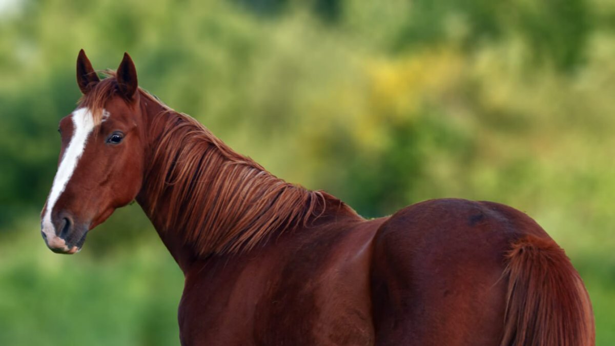 Rüyada Kahverengi At Görmek: Anlamı ve Yorumları