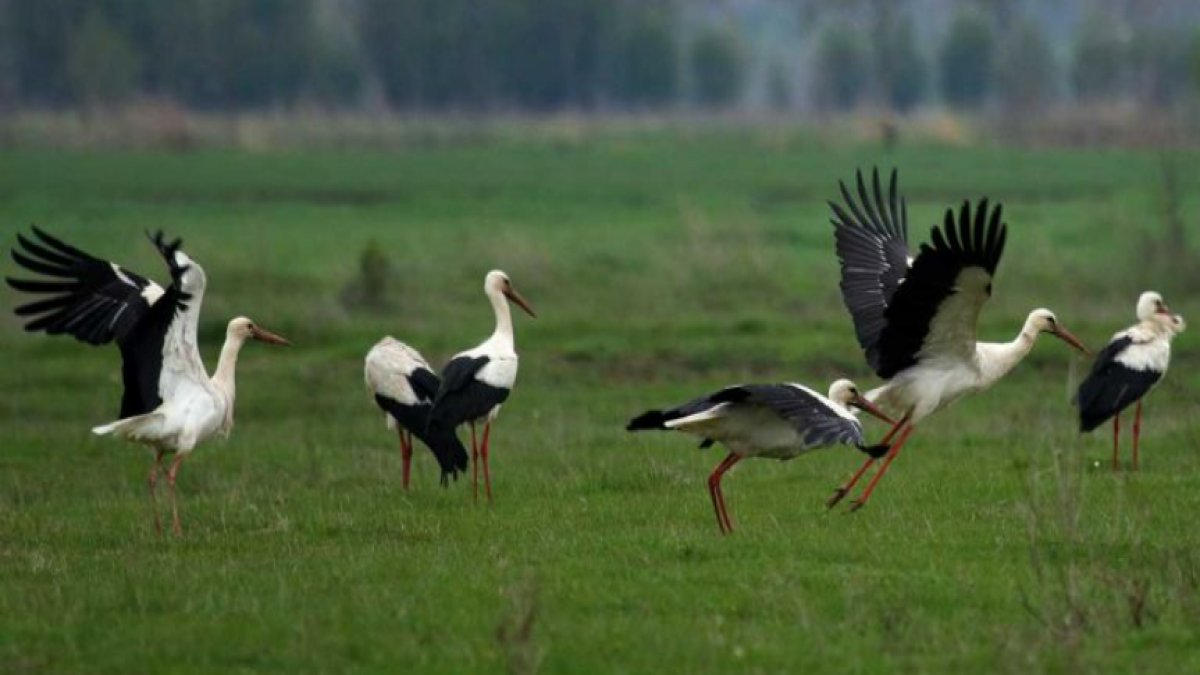 Rüyada Leylek Görmek: Anlamı ve İnançlar