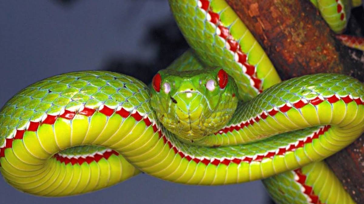 Köpeğini gezdirirken çalılıkların arasından fırladı! Dev yılanı görünce köpeğini bırakıp... Bulunmazsa ölecek!