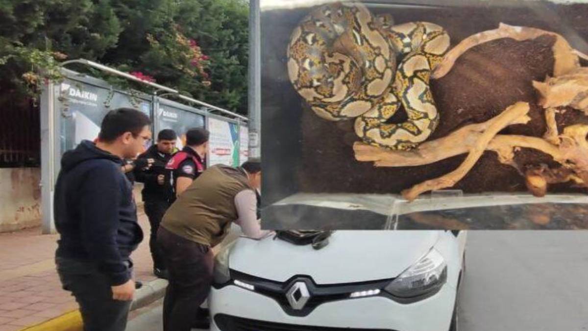 Burası Meksika değil Türkiye! Otomobil bagajından öyle bir yaratık çıktı ki... Görenlerin nutku tutuldu, istila başladı!