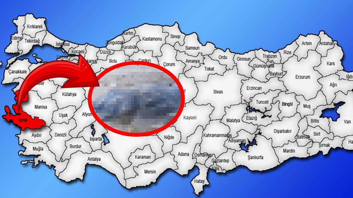 İzmir’de istila çığ gibi büyüyor! İşletmeci “Demir ağlar örülmeli” diyerek yetkililere seslendi! Sayıları her gün artıyor...