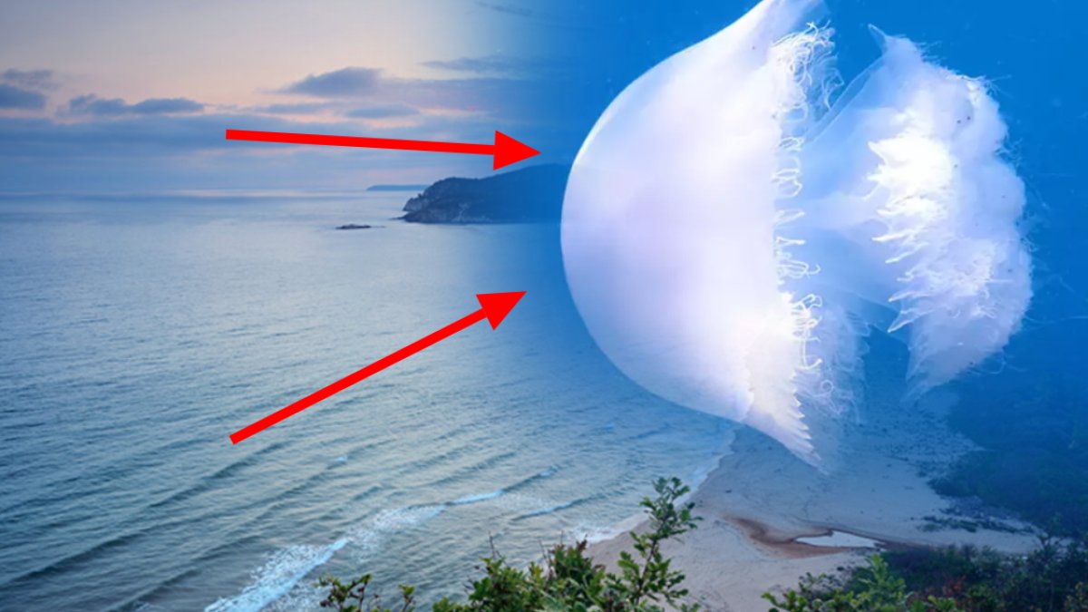 İnanılmaz ama gerçek! Ölümsüz canlı bulundu… Karadeniz'i istila etmişlerdi