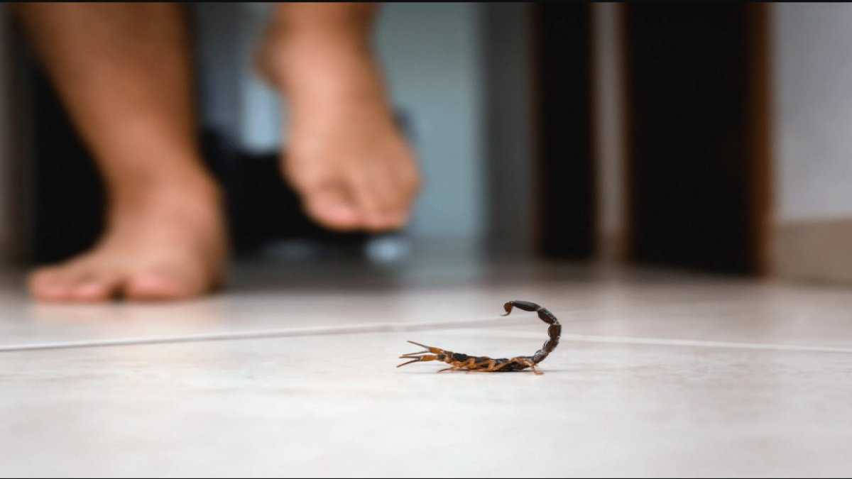 Rüyada Akrep Sokması: Anlam ve Yorumlar