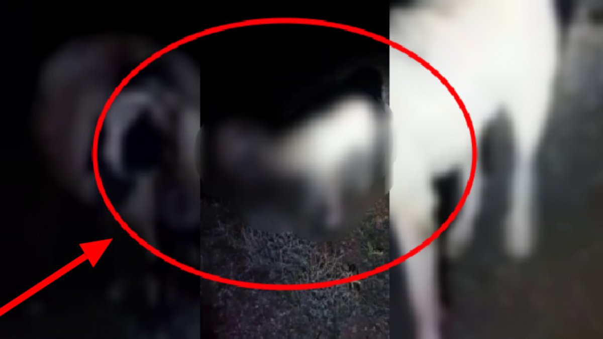 Kangal köpeği vefasıyla hayrete düşürdü! Köpeğini yerinde bulamayınca aramaya çıkan adam gördükleri karşısında şok oldu