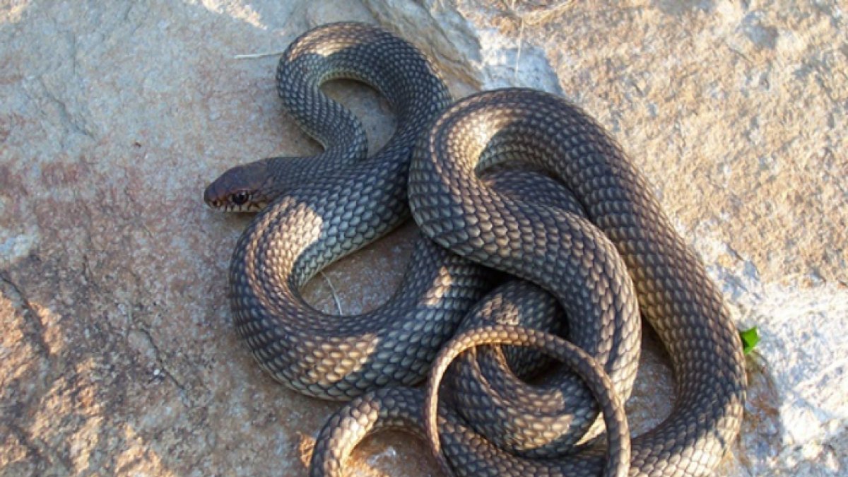 Rüyada Yılan Öldürmek: Anlamı ve Psikolojik Analizi