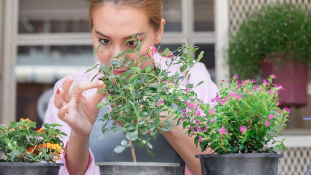 Çöpe giden bu iki atık meğer çiçekleri coşturuyormuş! Karıştırıp çiçeklerin dibine koyup sadece izleyin
