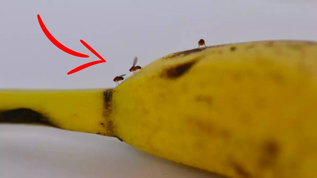 Küçük olsalar da zehirliyorlar! Mutfaklara dadanan minik sinekler o hastalıkların habercisi: Bu karışımla hemen kurtulun