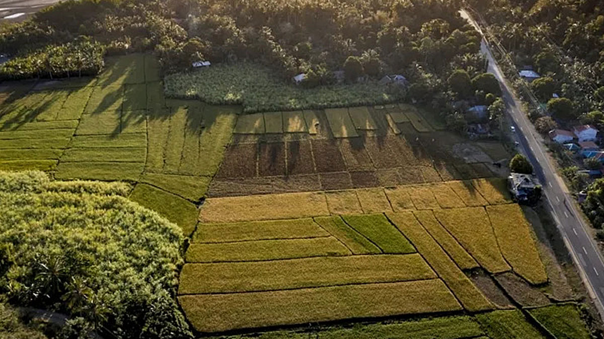 Fiyatı duyan TOKİ'ye koşuyor: 44 ilde KDV'den muaf arsa satışı! Başvurular bugün başladı, sayılı gününüz var