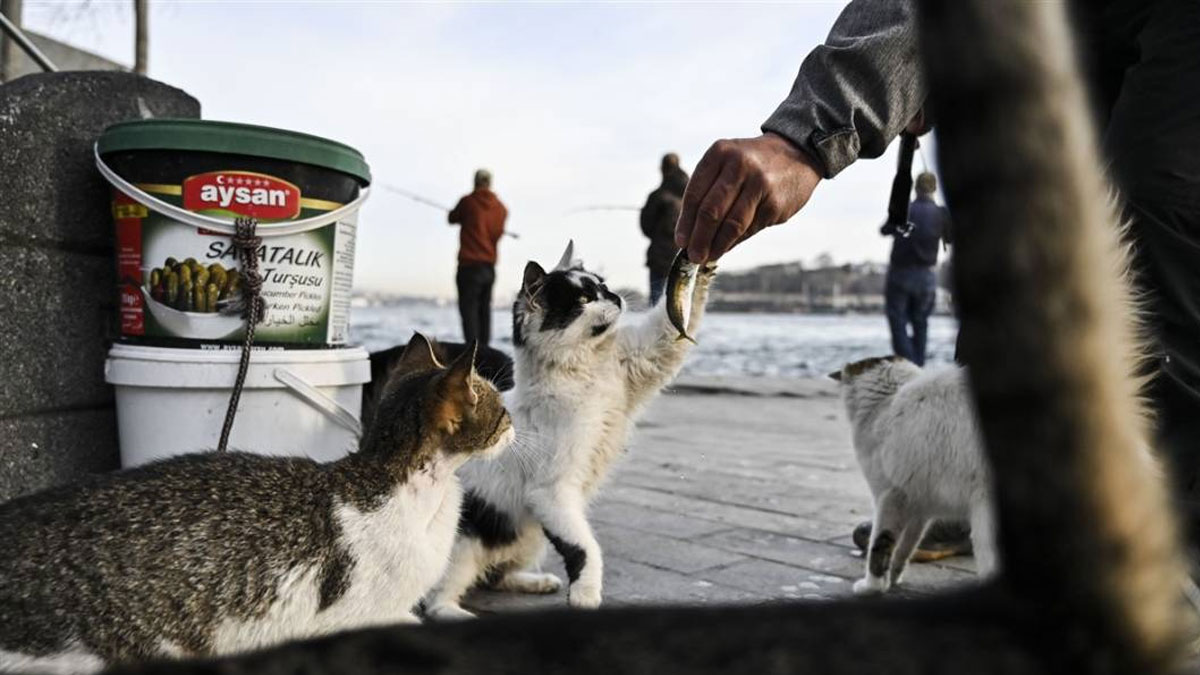 Dünya İstanbul'un kedilerini konuşuyor: İmamın yaptığı anons sosyal medyada gündem oldu